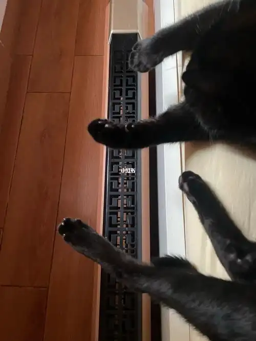 小猫咪们舒服的烤脚