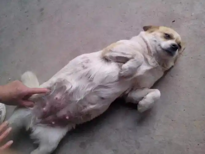 狗狗在怀孕期间应该如何照顾