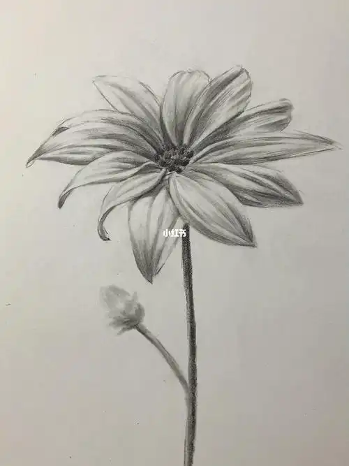 素描野菊花教程