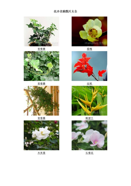 花卉名称图片大全49809.doc