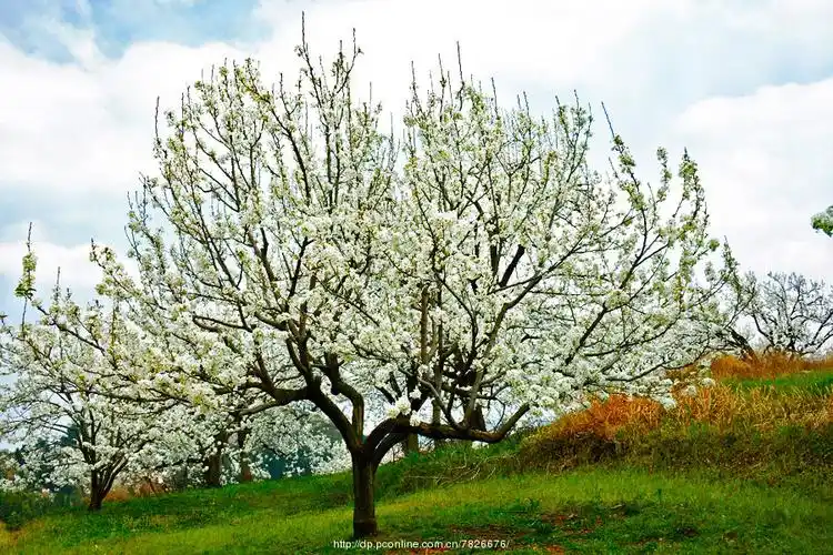 梨花春雪查看大图【梨花春雪】 第 2 幅梨花春雪查看大图【梨花春雪】