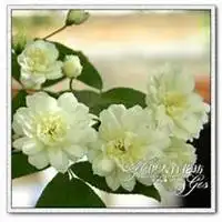 唯美好看七里香微信头像【点击鼠标右键下载】