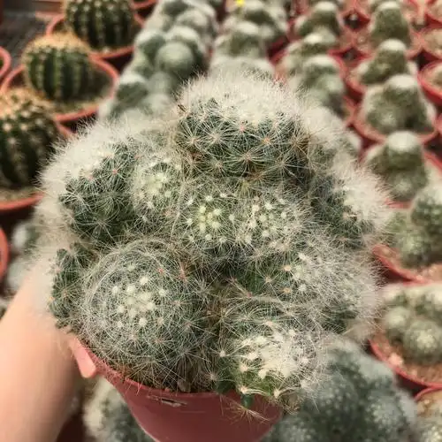 会开花的仙人球 品名:芳香丸 #绿植 #咖啡店 #拔草主题咖啡馆_咖啡店