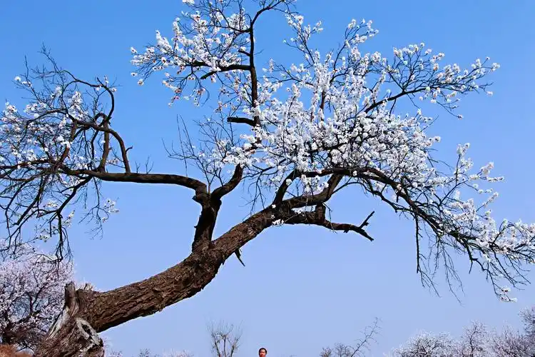 灵宝北沟:百年古杏林 满树杏花香