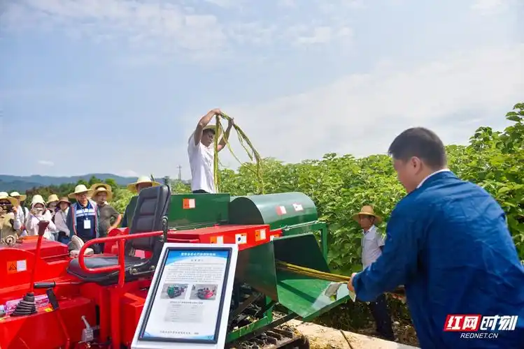 国家麻类产业技术体系2023年张家界苎麻机械化收剥技术现场观摩与交流