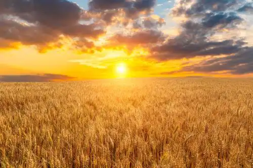 日出时田野里成熟的小麦