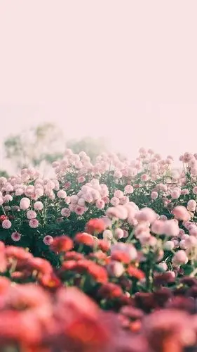 唯美梦幻花海高清图片手机壁纸-风景-手机壁纸下载-美桌网