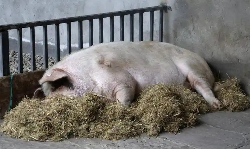 原创原创汶川地震爆发时猪坚强被埋36天13年后现状如何