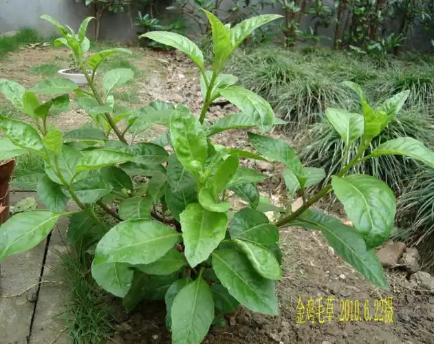 金鸡毛草又称神奇救命草在大城市大量流传种植