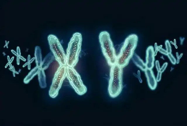 女性染色体为xx,男性为xy,有可能出现染色体yy的人吗?