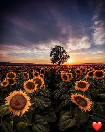 向日葵壁纸|头像|ins壁纸