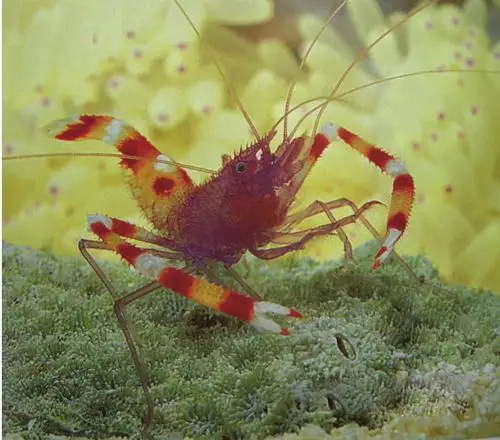 海洋底栖生物海洋底部的精彩生物