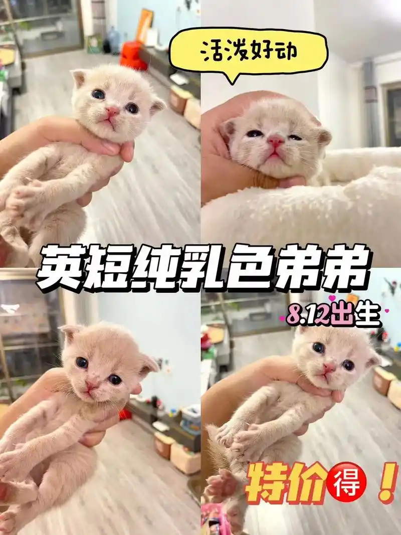 超可爱的小猫咪7只.3只美短虎斑 3只纯乳色英短1只蓝乳色英 - 抖音