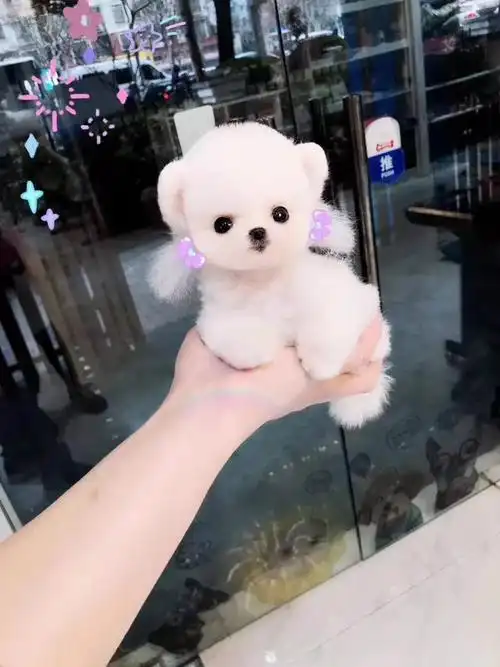 白色狗狗幼犬_比熊犬比熊幼犬宠物狗狗狗活体茶杯犬茶杯比熊杯子犬