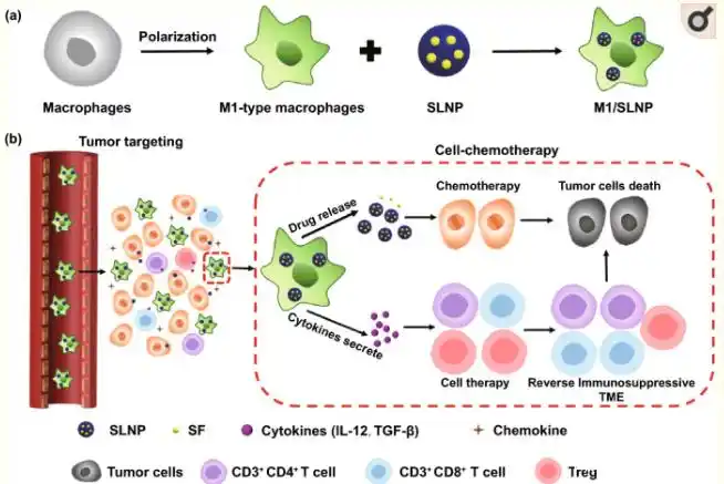 纳米颗粒负载极化巨噬细胞 (m1/slnp)用于抗肿瘤治疗