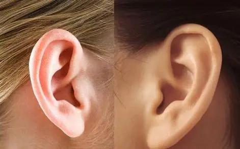 耳朵能看出寿命吗耳朵形状标准及保健图