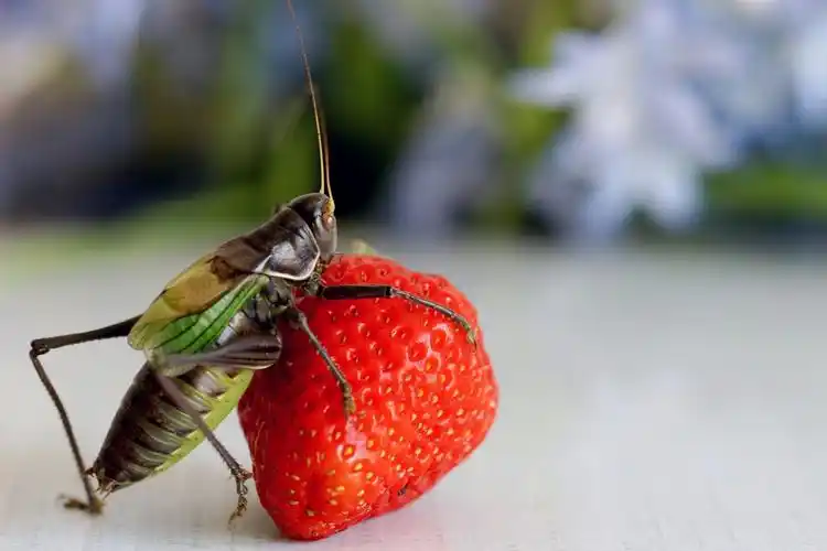 可爱的小冬蝈蝈.