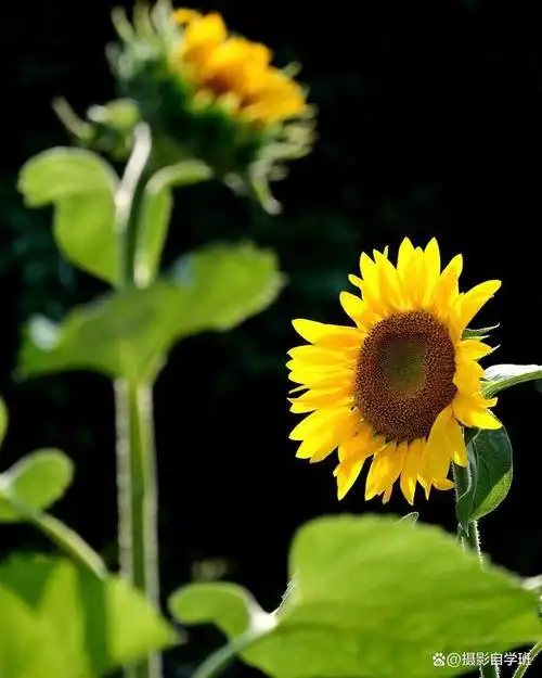 向日葵你会拍好看吗,咋拍照片不乱,咋拍更震撼