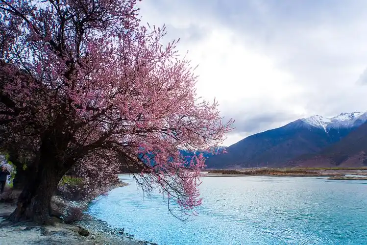林芝桃花