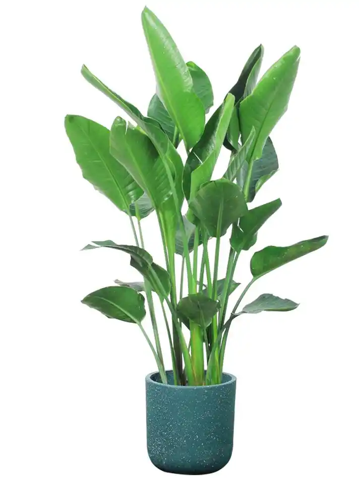 天堂鸟鹤望兰盆栽绿植花卉大型植物客厅办公办公室大型绿植