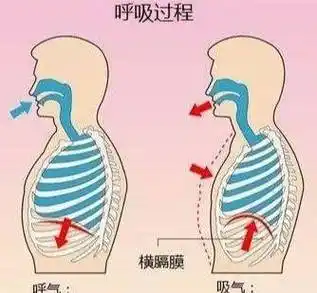 横膈膜是什么(唱歌时横膈膜的作用是什么?