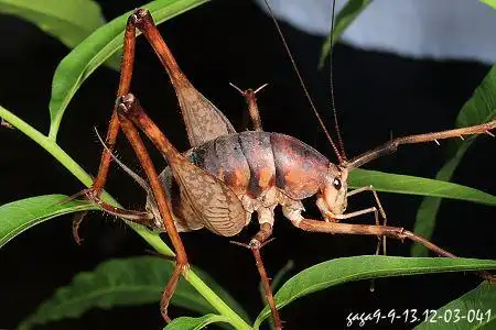 展开全部 【灶马】