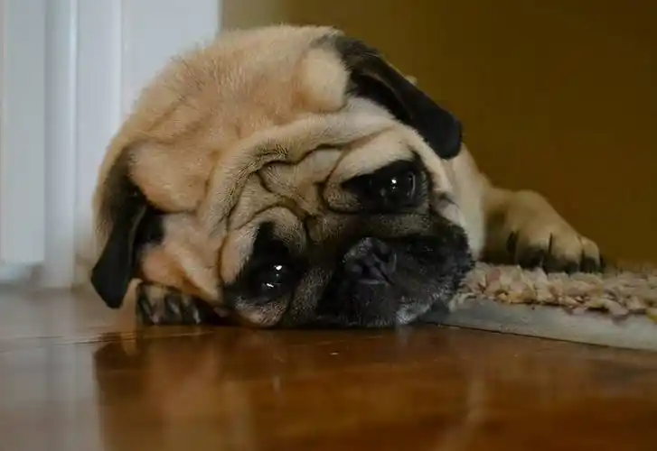 狗狗为什么会"流泪",难道它也会伤心?