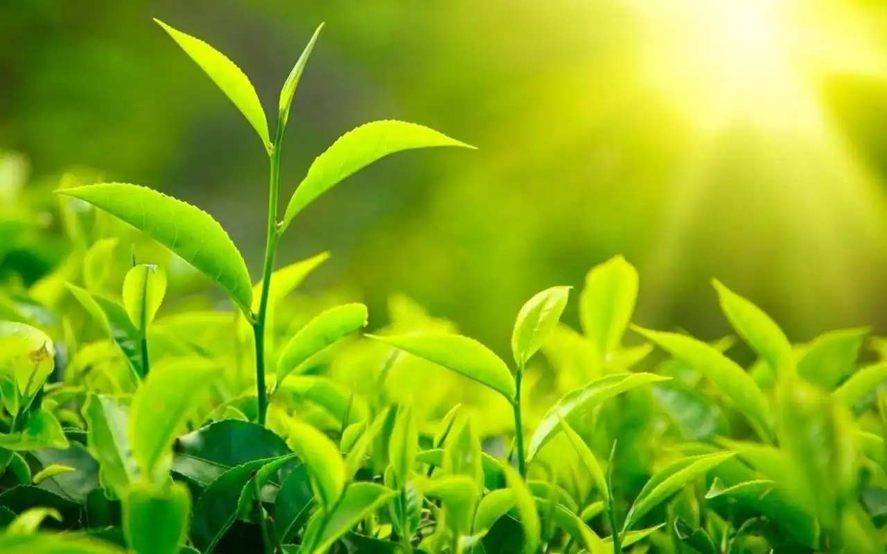 清新护眼绿色嫩芽图片桌面壁纸