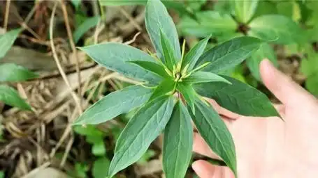 农村老一辈口中的"九重楼",是"毒蛇的克星",它长什么样子?