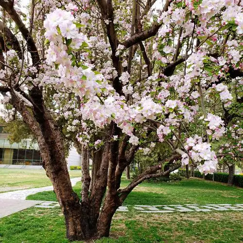 这里的春色最迷人