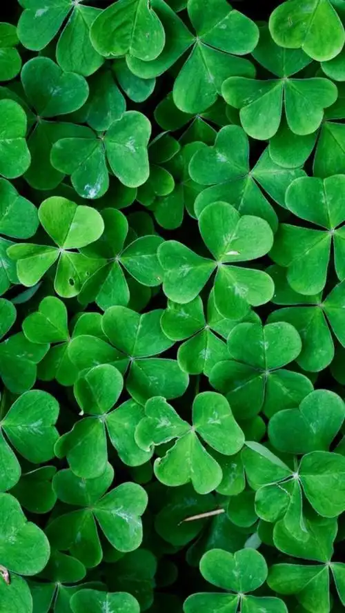 绿色养眼壁纸对自己好一点