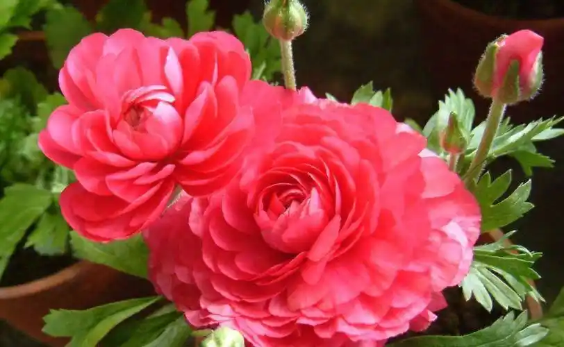 懒惰,一定要勤快,生长季节应按时进行中耕, 除去卷叶红牡丹园里的杂草