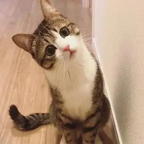 你知道吗猫咪的歪头杀是有原因的哦