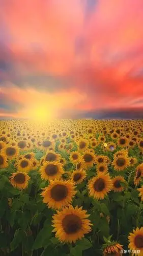 希望 就心理学而言,明亮的黄色可以使人产生愉悦的感觉 窗外的阳光很