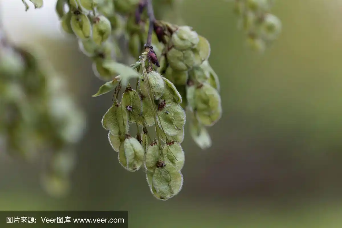 一种欧洲白榆树(榆属)的果实