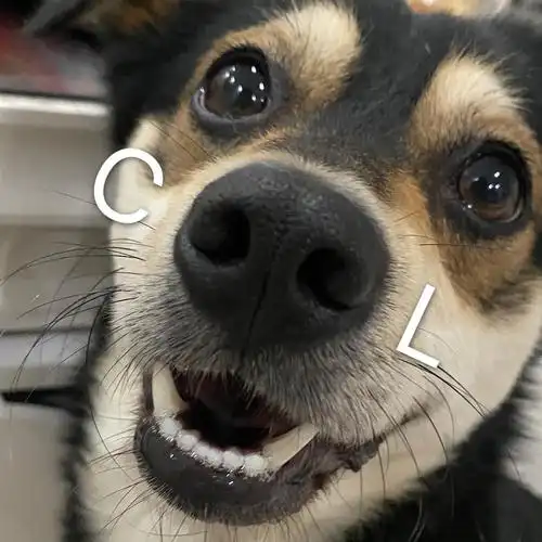 黑总表情包来啦