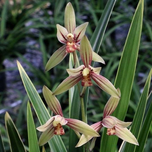 翁源兰花苗金边建兰黄金彩虹四季兰草现带花苞浓香花盆栽原盆土发