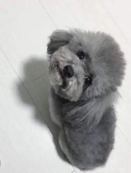 卖一只可爱的灰色小玩具型泰迪