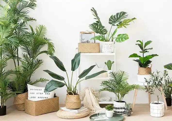 盘点那些年的ins风绿植,拿捏住了!