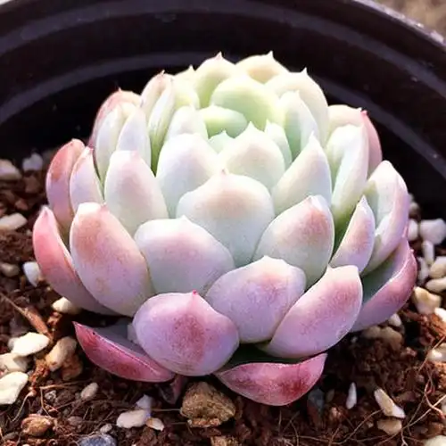 多肉冰梅植物老桩大群群生超大特大稀有有多多肉植物