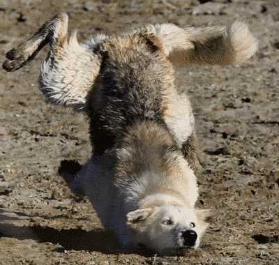 搞笑gif图:铲屎的给我整帅点,我今天还有约会呢!_网易订阅