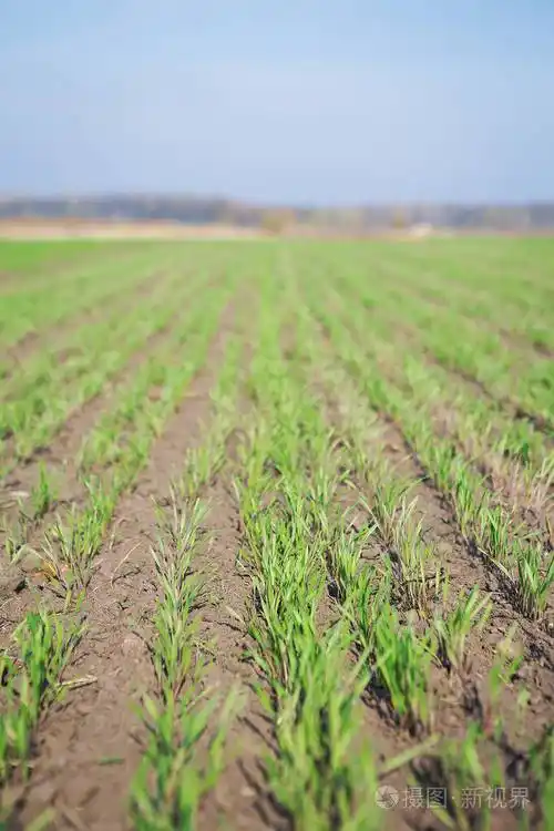 长着小麦苗的绿地特写