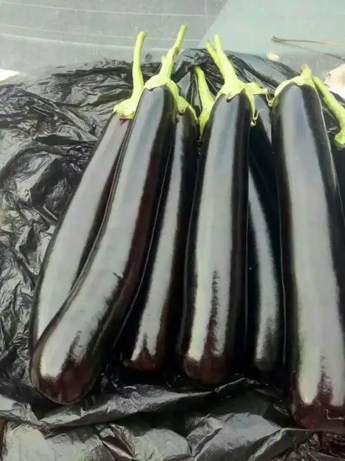 产地:山东上市时间1月上旬 - 12月下旬产品品种茄子-布利塔长茄