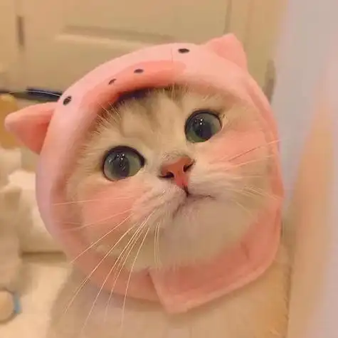 最近流行的猫头像 头像图片大全 -【爱个性】