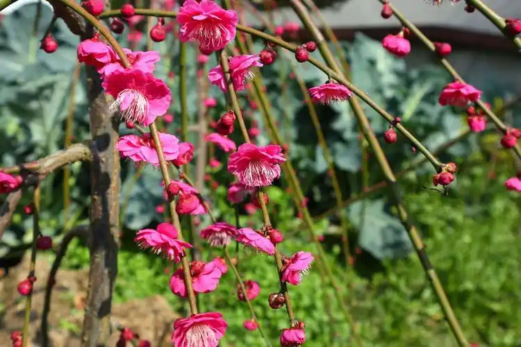 江西梅花骨里垂枝梅花红须朱砂梅朱砂梅抚州南城基地实拍开花图片