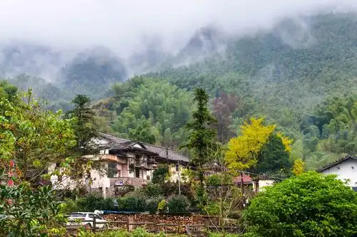 明月山下的南惹古村,以两株千年银杏吸睛