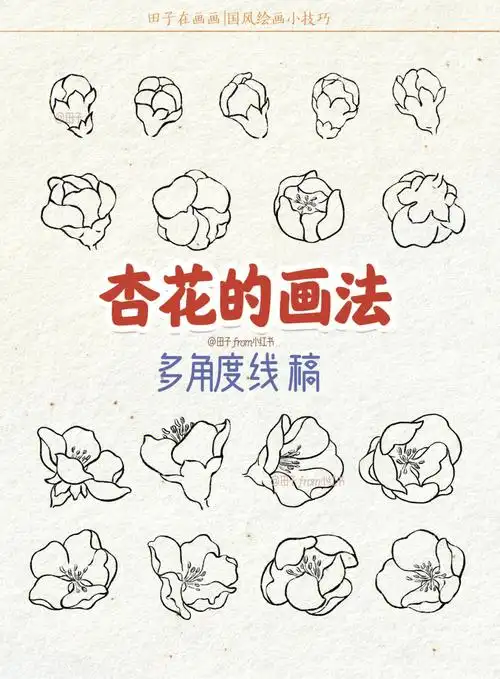 杏花的画法多角度线稿零基础绘画教程