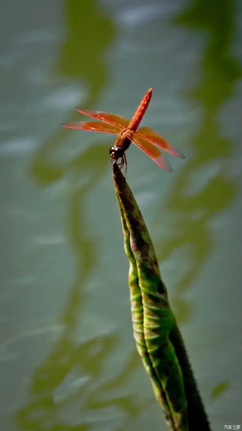 早有蜻蜓立上头,这就是蜻蜓的魅力所在吧