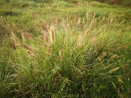 国庆第一天山村采摘