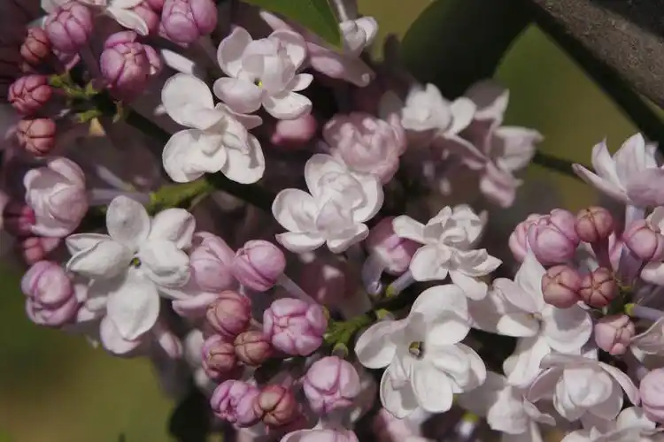 五月冰城 丁香盛开